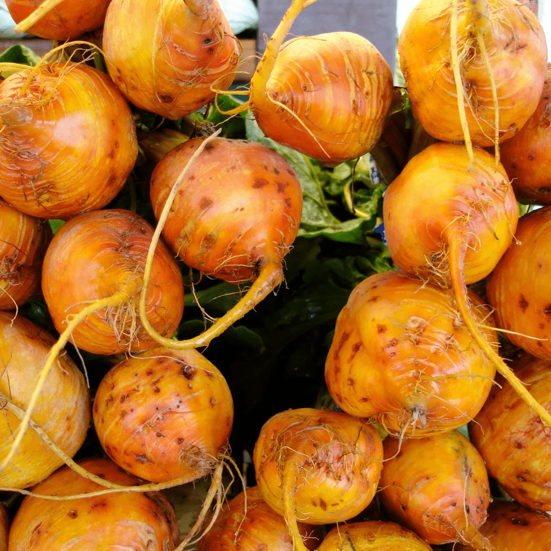 Beet Touchstone Gold Seeds | West Coast Seeds